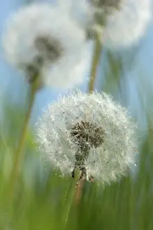 Officinale: Dandelion, Taraxacum officinale, Three dandelion clocks in gr