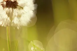 Officinale: Dandelion, Taraxacum officinale. A single dandelion clock, ba