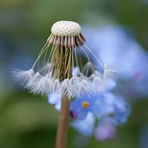 Officinale: Dandelion, Taraxacum officinale, Close view of seedhead