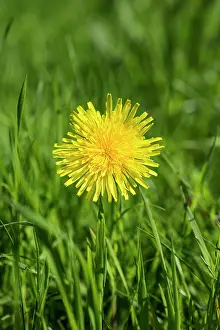 Officinale: Dandelion, Taraxacum officinale, Single Yellow flower