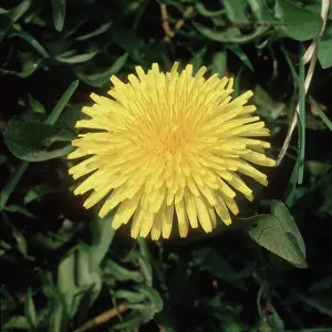 Composite: Dandelion (Taraxacum officinale) flower
