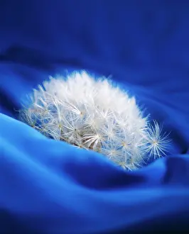 Officinale: Dandelion, Taraxacum officinale, Side view of a