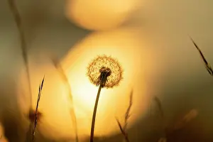 Taraxacum: Dandelion (Taraxacum sect. Ruderalia), silhouette