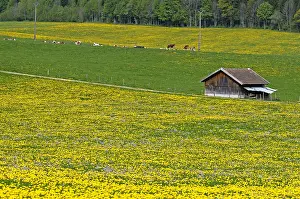 Comt: Dandelions blooming in a meadow and shelter for livestock