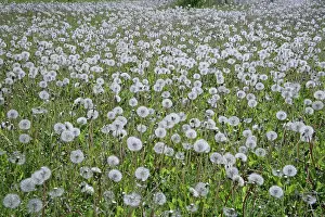 Dandelions: Dandelions in field Oxfordshire, UK