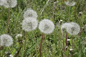 Dandelions: Dandelions in field Oxfordshire, UK