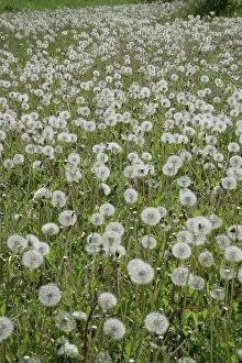 Dandelions: Dandelions in field Oxfordshire, UK