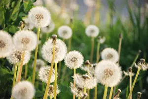 Growth: Dandelions growing near green grass