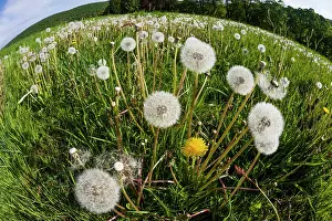 Dandelions: Dandelions, meadow covered with blossom seedheads