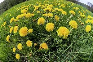 Dandelions: Dandelions, meadow covered with blossom, taken with