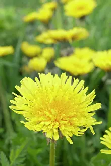 Dandelions: Dandelions - Norfolk UK