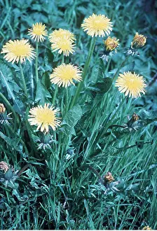 Roadside: DANDELIONS - on roadside