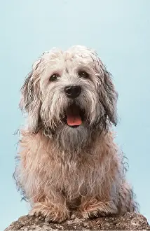 Wire: DANDIE DINMONT TERRIER DOG