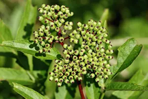 Sambucus: Danewort / Dane Weed / Danesblood / Dwarf Elder