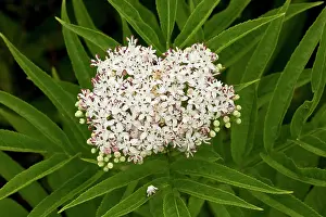 Sambucus: Danewort / Dwarf Elder in flower