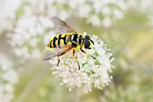 Dangling: Dangling sunlover (Helophilus pendulus), on flower
