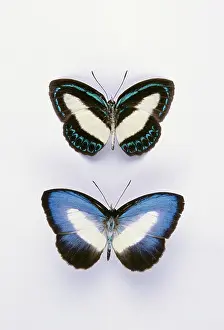 Dorsal: Danis Blue Butterflies