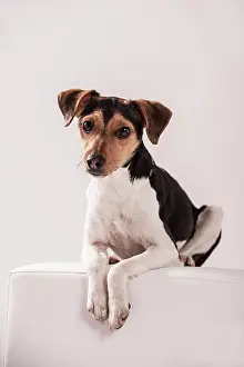 Stool: Danish Swedish Farmdog lying on a stool