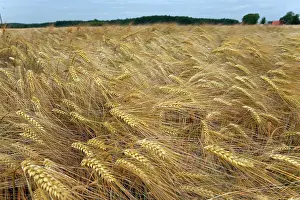 Wheatfield: Danish Wheat Field