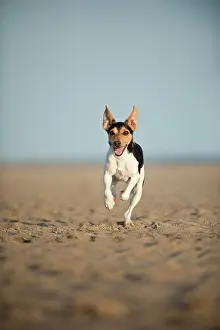 Wildli: Dansk-Svensk Gardshund or Danish-Swedish Farmdog