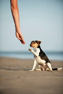 Exercise: Dansk-Svensk Gardshund, Danish Swedish Farmdog offering