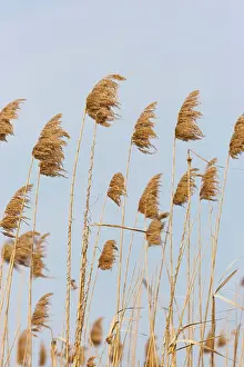 Flooding: Danube Delta, reed from last year. Reed