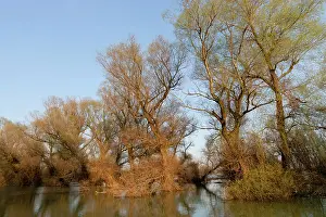 Flooding: Danube Delta during spring, with flooded