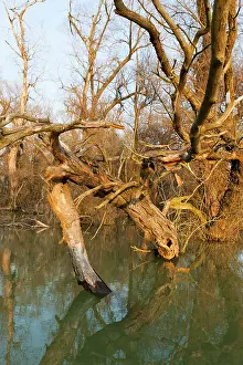 Flooding: Danube Delta during spring, with flooded