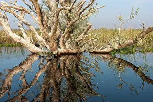 Danube: Danube Delta during spring, with flooded