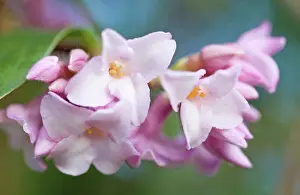 Daphne: Daphne