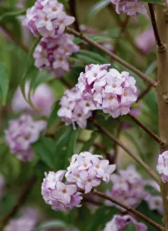 Feminine: Daphne