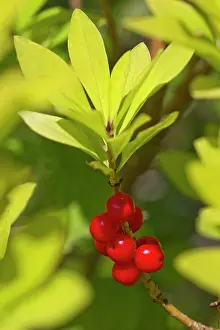 Daphne: Daphne mezerium - poisonous shrub found in chalk