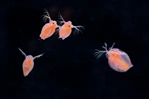 Bacterium: Daphnia magna (Daphnia Magna) in red colouration