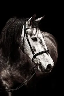 Toned: Dapple gray gelding, PRE, Pura Raza Espaola, with