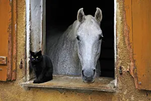 Dapple: A dapple gray looking out a barn window, a black