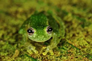 Choco: Dappled Glassfrog, San Cipriano, Choco, Colombia