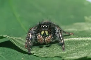 Audax: Daring Jumping Spider