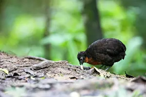 Quail: Dark-backed wood quail (Odontophorus melanototus)