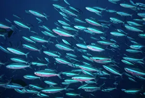 Neon: Dark-banded / Neon / Bluestreak FUSILIER Fish - school