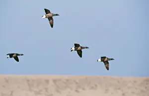 Bernicla: Dark bellied Brent GEESE - four in flight