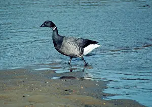 Bernicla: Dark Bellied Brent GOOSE