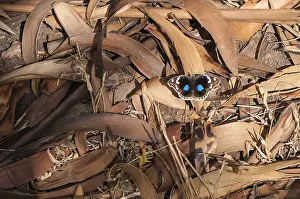 Limpopo: Dark Blue Pansy Butterfly (Junonia oenone) rest