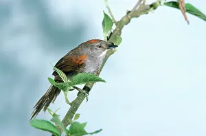 John Dunning: Dark-breasted SPINETAIL