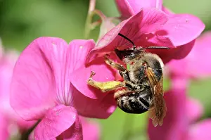 Latifolius: Dark Bumble bee (Eucera nigrescens) female foraging