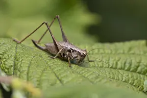 Crickets: Dark Bush Cricket - Cornwall - UK
