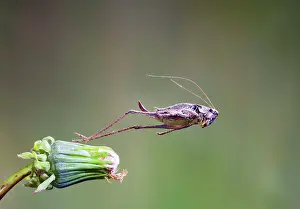 Crickets: Dark bush cricket - female jumping