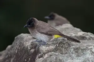 Bulbul: Dark-capped Bulbul / Black-eyed Bulbul