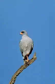 Chanting: Dark Chanting Goshawk