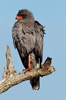 Chanting: Dark Chanting Goshawk