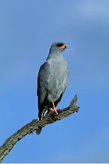 Hawks: Dark Chanting Goshawk